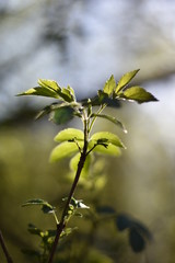Austreibender Holunder