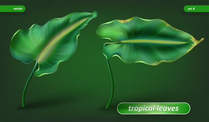 Tropical leaves, leaf set isolated on green background. Vector illustrations, floral elements.