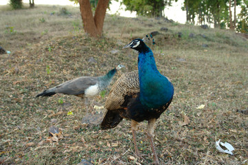 Fototapeta premium A beautiful and royal Blue peacock close view 