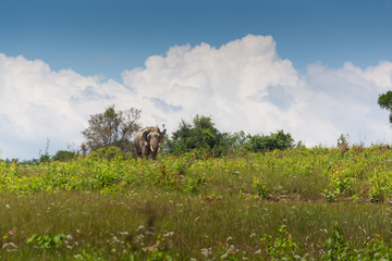 Obraz premium Wild Thai Elephant walking over Grass Field under Blue sky