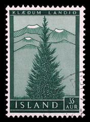 Stamp issued in Iceland shows European spruce (Picea abies), Re-forest serie, circa 1957.