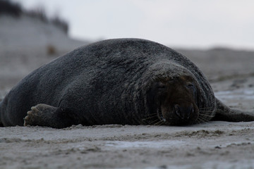 Ein schlafender Kegelrobbenbulle auf dem Strand von Helgoland