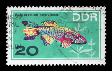 Naklejka premium Stamp printed in the DDR (East Germany) shows Aquarium Fish Aphyosemion coeruleum, circa 1966.