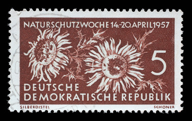 Stamp issued in Germany - Democratic Republic (DDR) shows Carlina acaulis, Nature Protection series, circa 1957.
