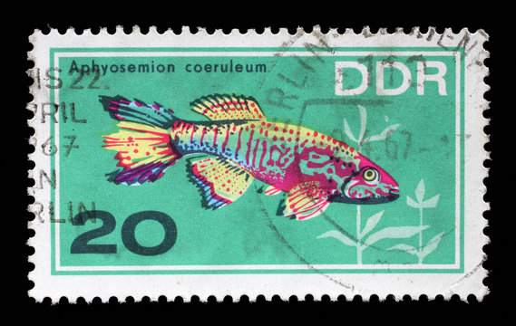Stamp printed in the DDR (East Germany) shows Aquarium Fish Aphyosemion coeruleum, circa 1966.