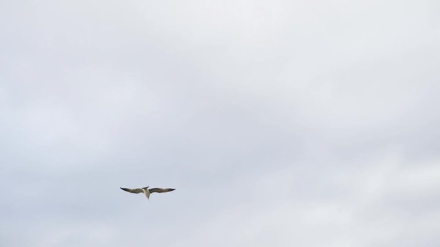 Lonely seagull flying in the grey, cloudy sky, freedom concept. Stock. White gull bird soaring at daytime in the sky.