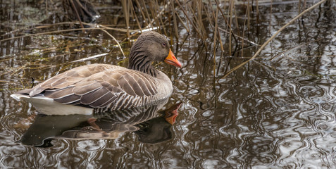 Greylag goose, scientific name anser anser, floats in the reed belt and reflects in the water of the lake