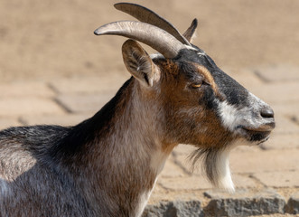 Lateral portrait of a goat, scientific name Capra, with small horns and long goatbeard in front of a blurred background