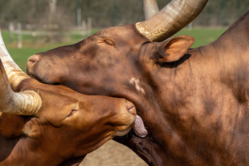 A Watusi cow and a Watusi calf caress each other, scientific name Bos taurus.