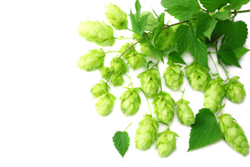 Hop cones isolated on white background. Beer brewing ingredients. Beer brewery concept. Beer...