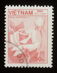 Stamp printed in Vietnam show flower Rose or Rosa centifolia. Series: Fauna and Flora. Circa 1984
