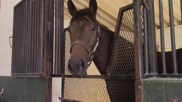 Horse Looks Out From Barn Stall
