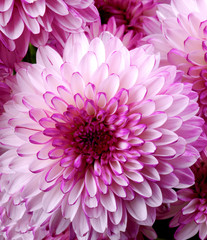 Pink and White Chrysanthemum