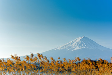 Mount behind Mt. Fuji with golden yellow grass flowers in front