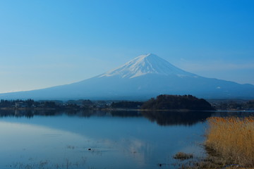 Obraz premium The background reflected in the lake of Mount Fuji with golden grass flowers on the side.