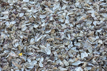 Thousands of empty shells of eaten oysters discarded on sea floor in Cancale, famous for oyster farms.  Brittany, France