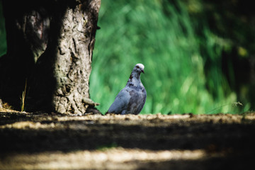 Dove in the park