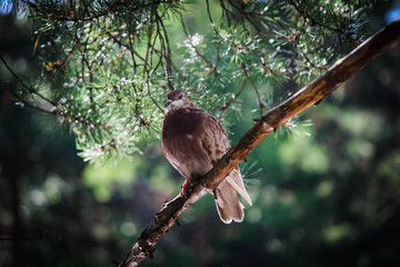 Dove in the park