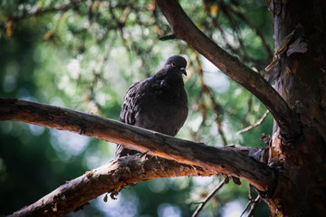 Dove in the park
