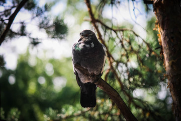 Dove in the park