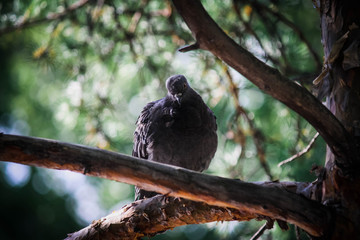 Dove in the park
