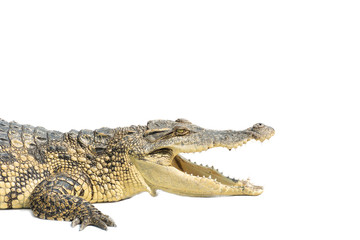 Closeup crocodile isolated on white background