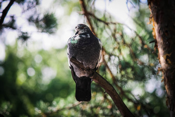 Dove in the park