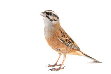 Rock bunting, Emberiza cia, isolated on white background. Male.