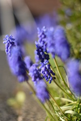 Armenische Traubenhyazinthen (Muscari armeniacum)