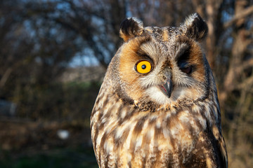 Portrait of a long-eared owl, Asio otus. Close up