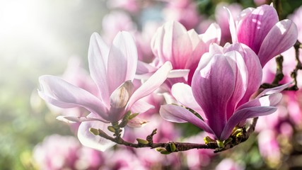 Fototapeta na wymiar Magnolien Blüten im Gegenlicht