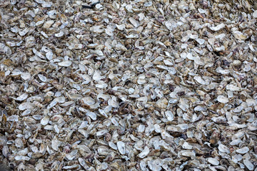 Thousands of empty shells of eaten oysters discarded on sea floor in Cancale, famous for oyster farms.  Brittany, France