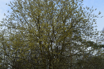 Obraz premium Erwachen der Natur. Knospe brechen