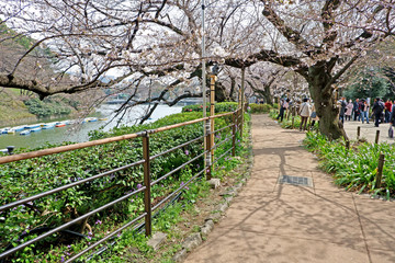 Sakura cherry blossom flowers and natural plants in Japan Tokyo park.