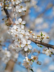 Blühende Kirschpflaumen, Prunus cerasifera