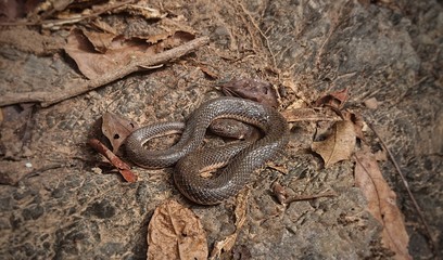 Nationalpark Kaeng Krachan, Thailand