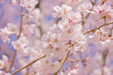 blooming cherry blossoms