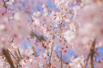 blooming cherry blossoms