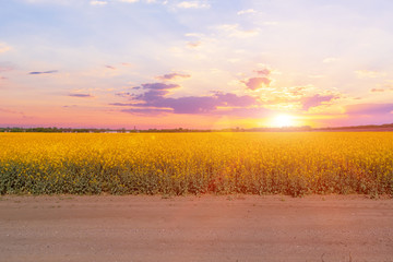 Bright sunset before the rain over rapeseed field.