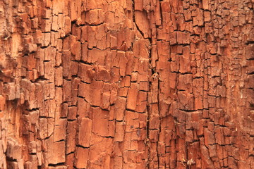 old wood