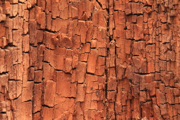 old wood