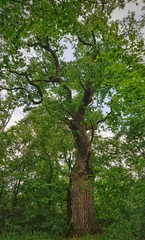 Fototapeta premium Kamptal, Niederösterreich