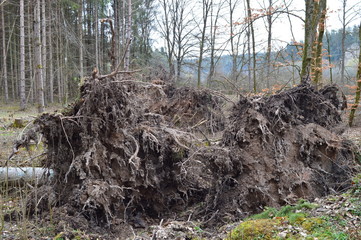 Gefallene Bäume. Naturwald nach dem Unwetter. 