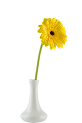 Beautiful flower on a white background. Yellow Gerber isolated on white background.