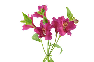 Alstroemeria bud with leaves isolated on white background
