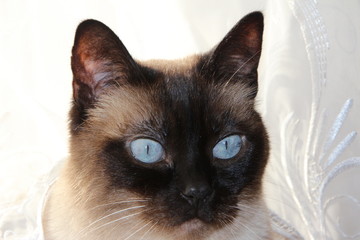 Siamkatze