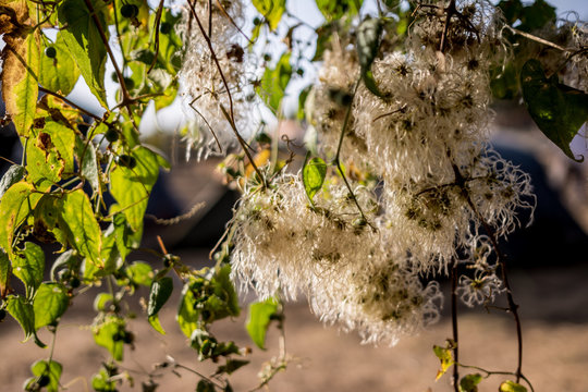Tree detail in Simien mountain