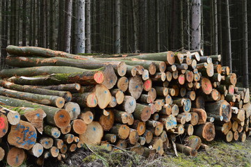 Stapel gesägte Bäume im Wald