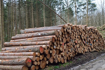 Stapel gesägte Bäume im Wald