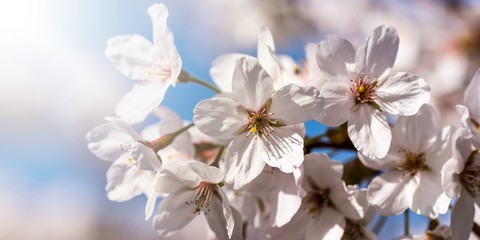 Kirschbaum Blüten im Gegenlicht
